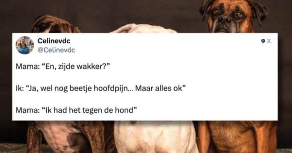 Honden