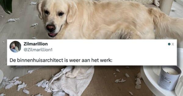 Honden